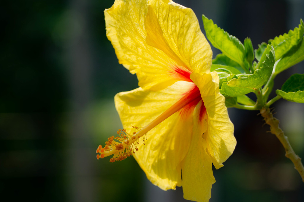 ハイビスカス 02　レモンイエロー