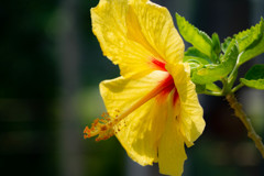 ハイビスカス 02　レモンイエロー
