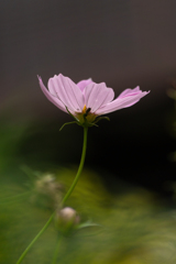 秋桜 横顔