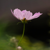 秋桜 横顔