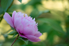 横顔　芍薬