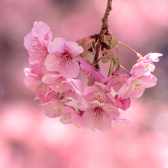 春の便り　河津桜 #3