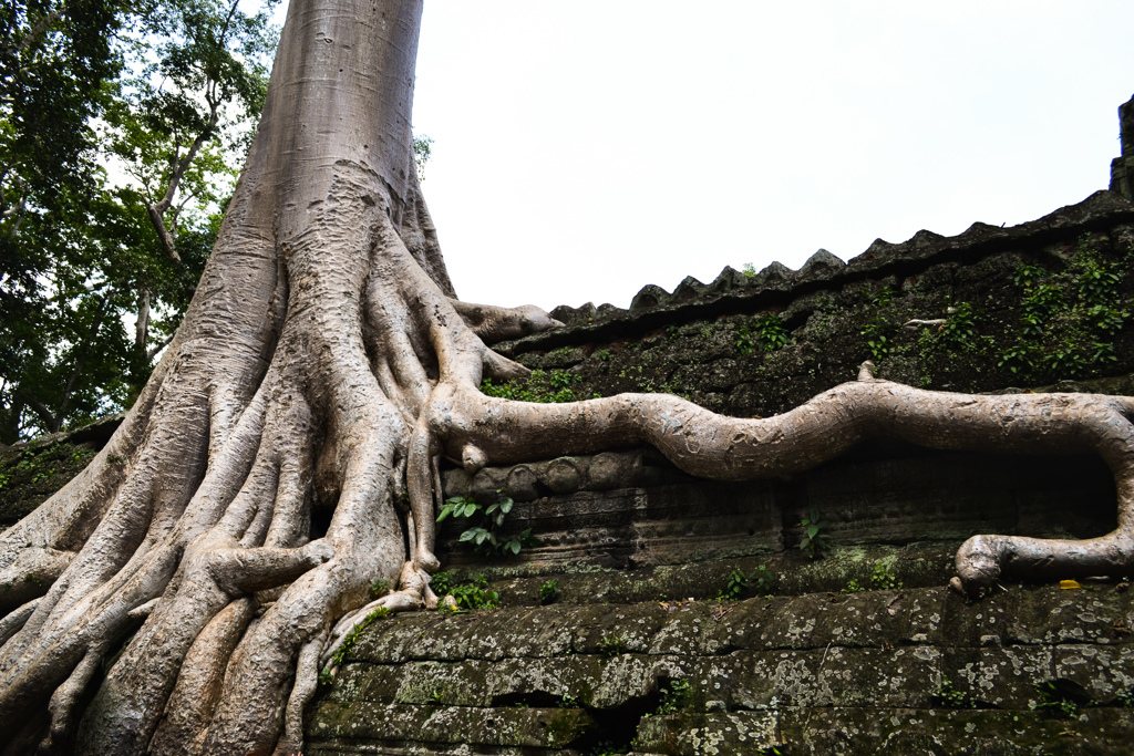 Ta Prohm 05　這う