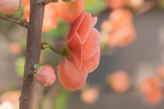 木瓜・ボケ 02