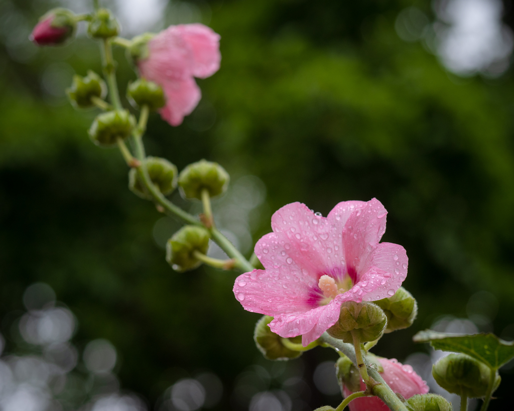 雨上がりの立葵