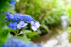 紫陽花 10