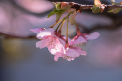 春の便り　河津桜 #2