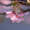 春の便り　河津桜 #2