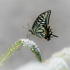 アゲハ蝶と丘虎の尾