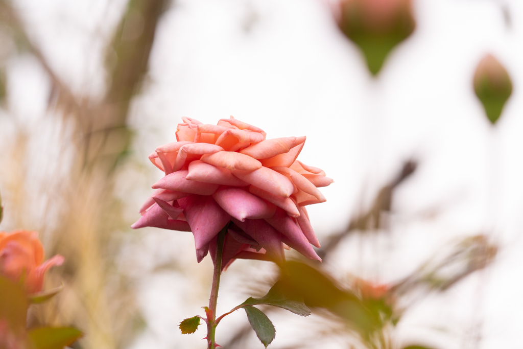 11月の薔薇