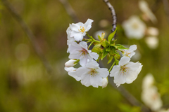 大島桜