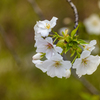大島桜