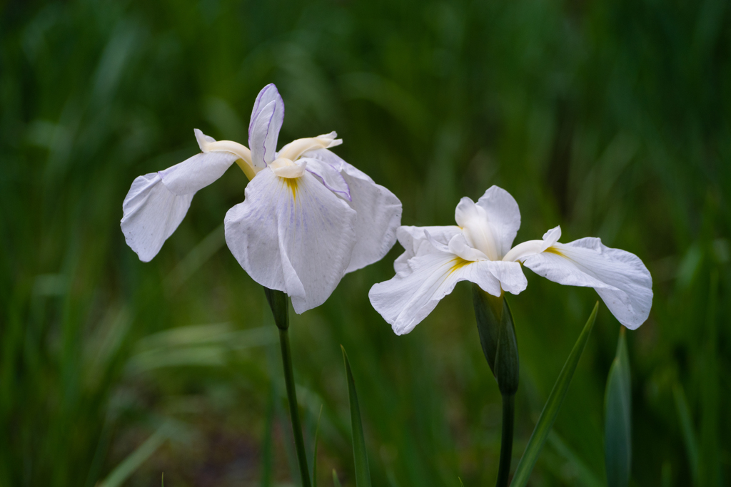 白花菖蒲