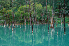 エメラルドグリーンに染まる青い池