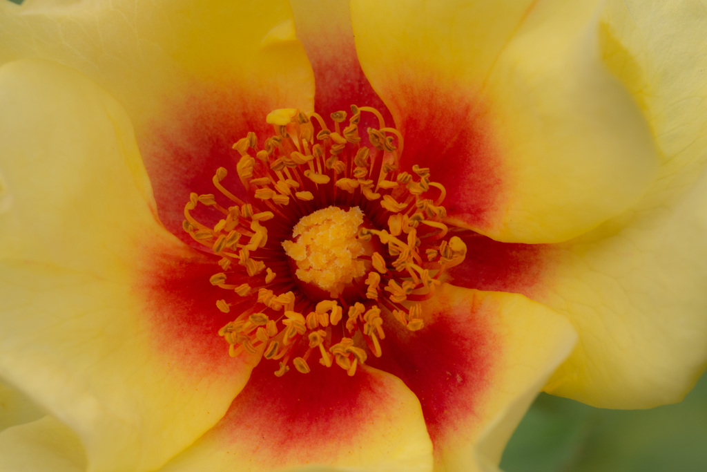 Autumn garden 16