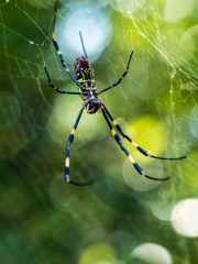 Spider