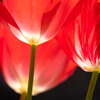 Red チューリップのお尻