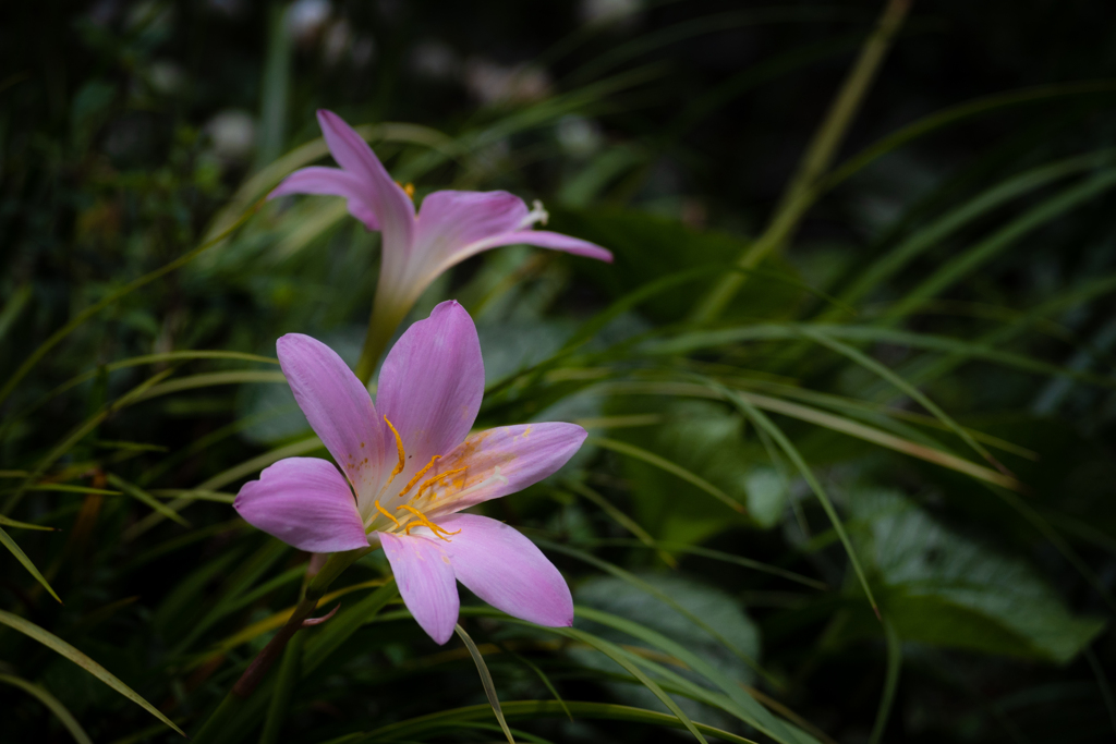 Rain lily #2