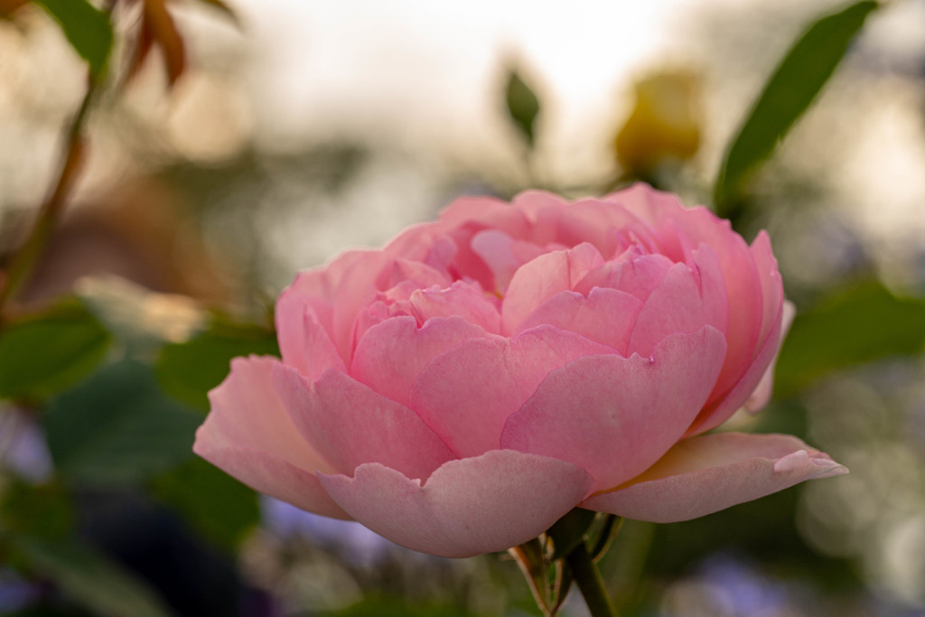 5月の薔薇 14