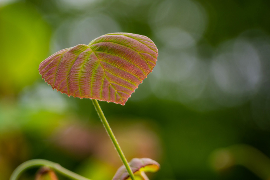 Leaf 02