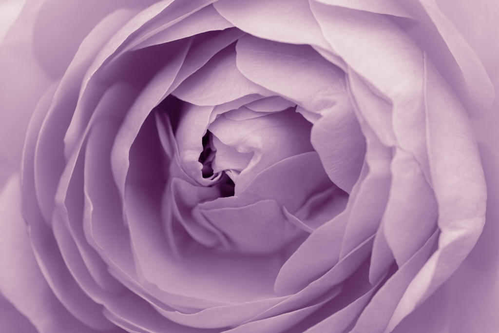 薔薇の肖像