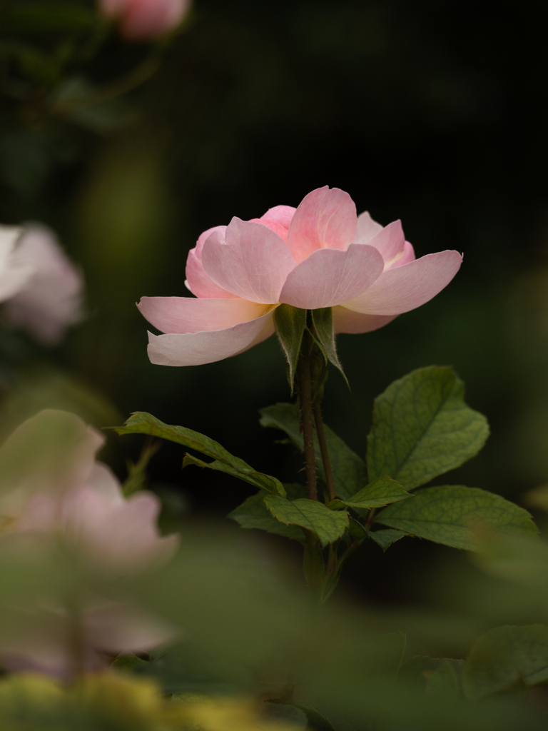 Autumn garden #5　スカボロ・フェアー