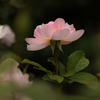 Autumn garden #5　スカボロ・フェアー