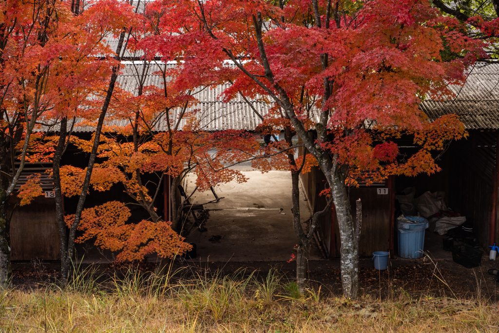 厩舎と紅葉