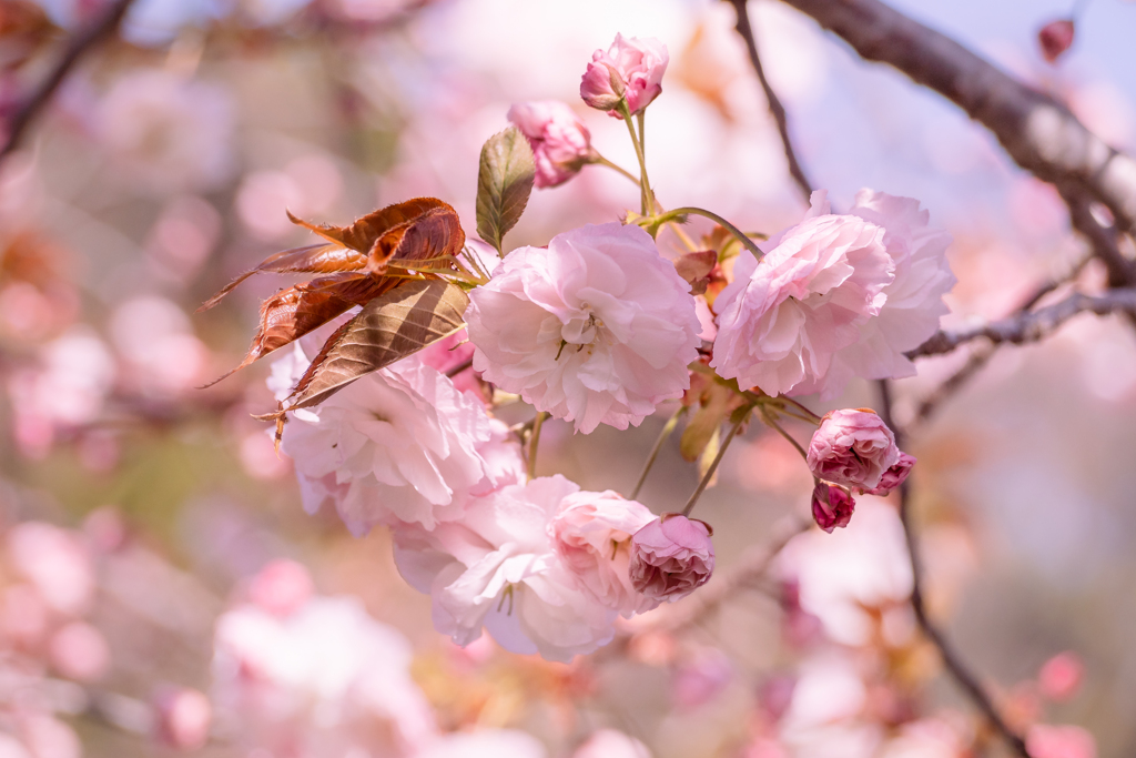 今が見ごろの里桜 #2