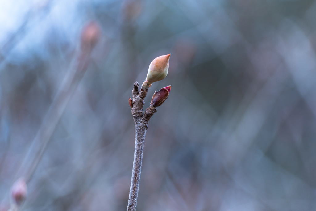 Winter Blue トサミズキの芽