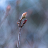 Winter Blue トサミズキの芽