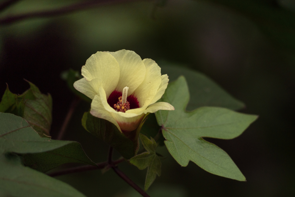 綿の花