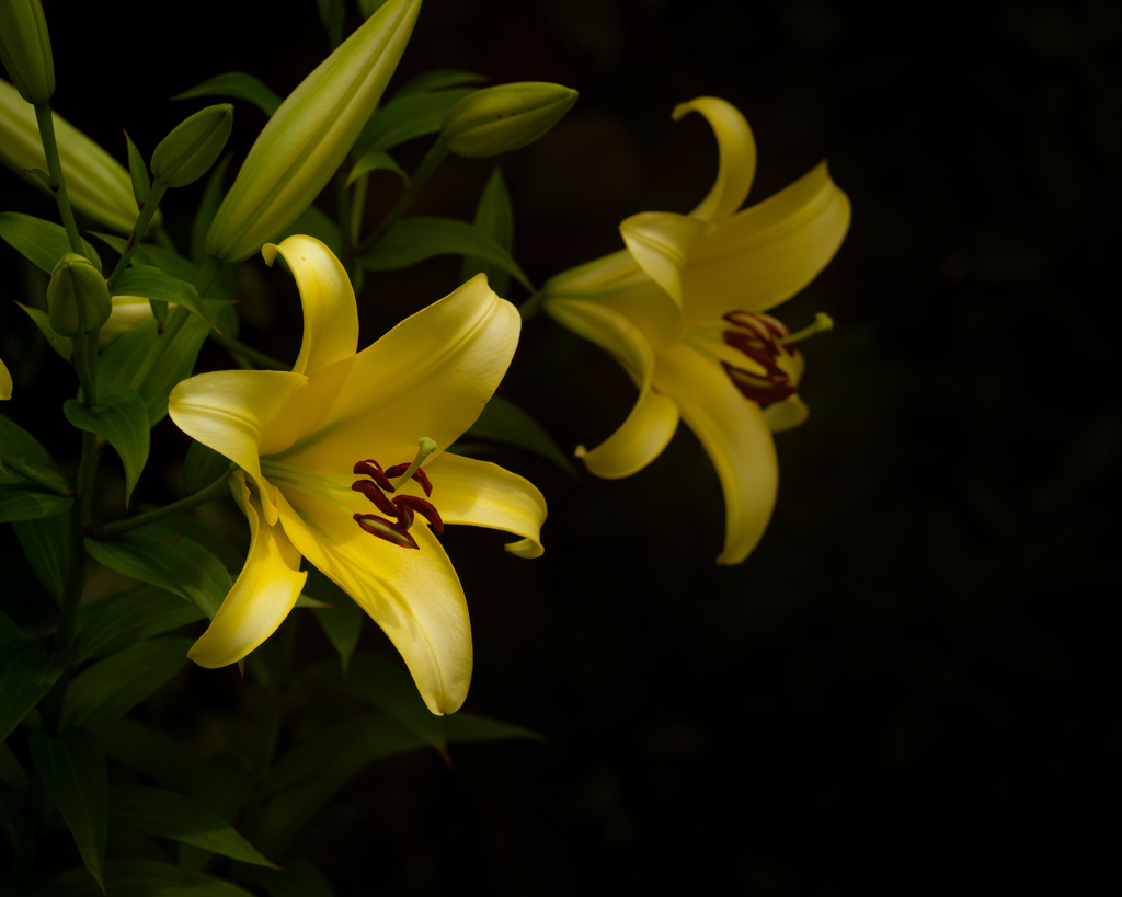 花の肖像　鉄砲百合