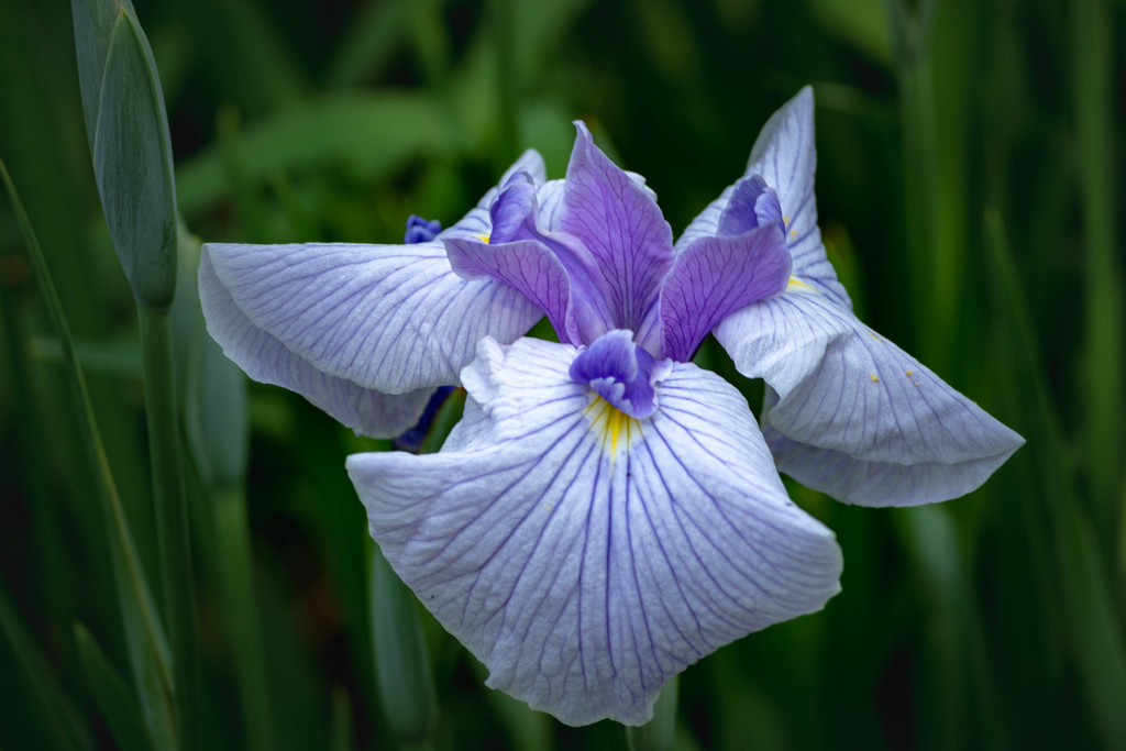 菖蒲 06　小笹川