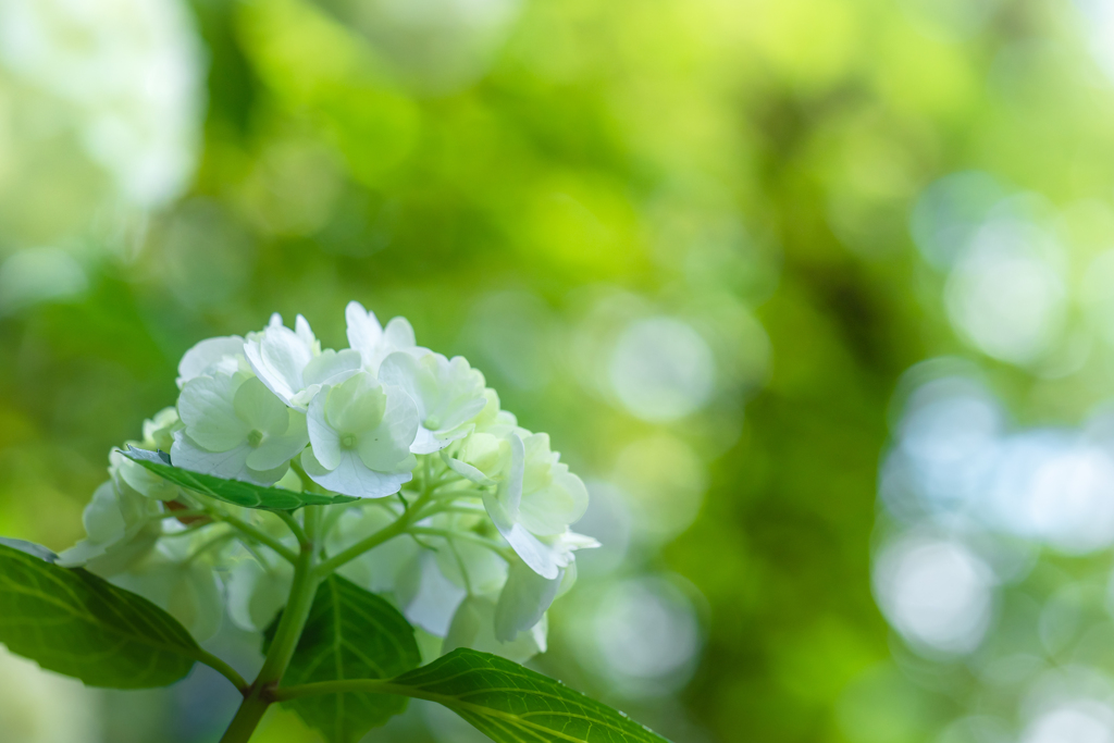 梅雨の足音　紫陽花