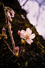 胴咲桜