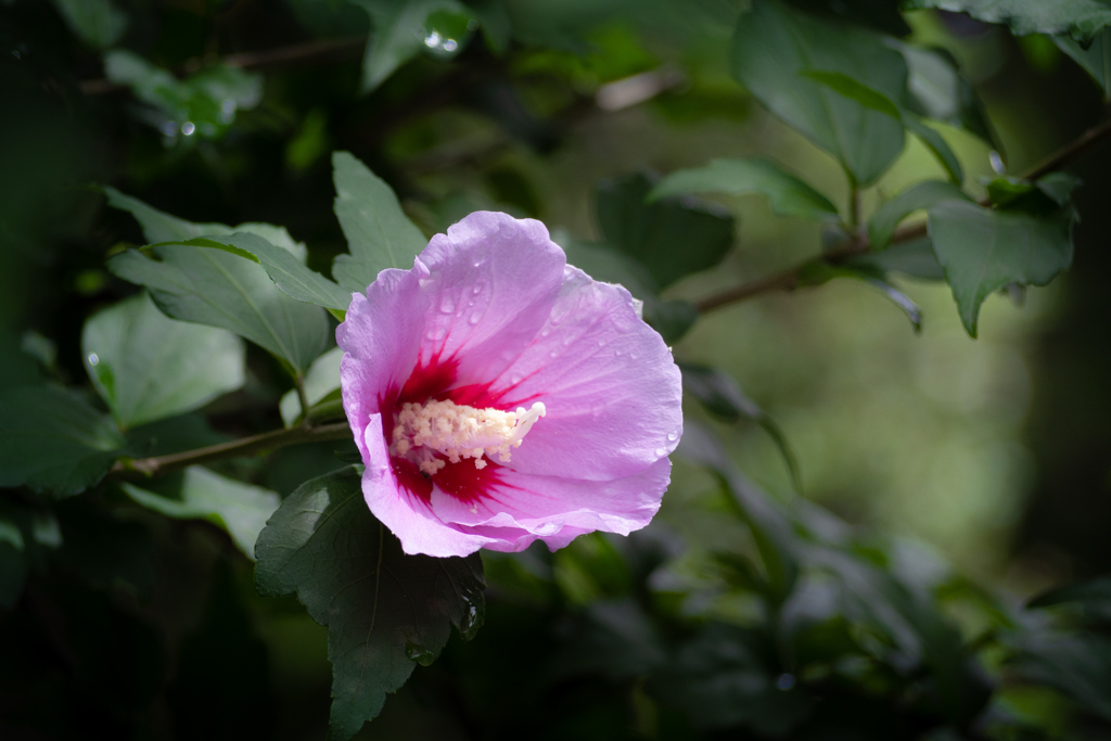雨上がりの木槿