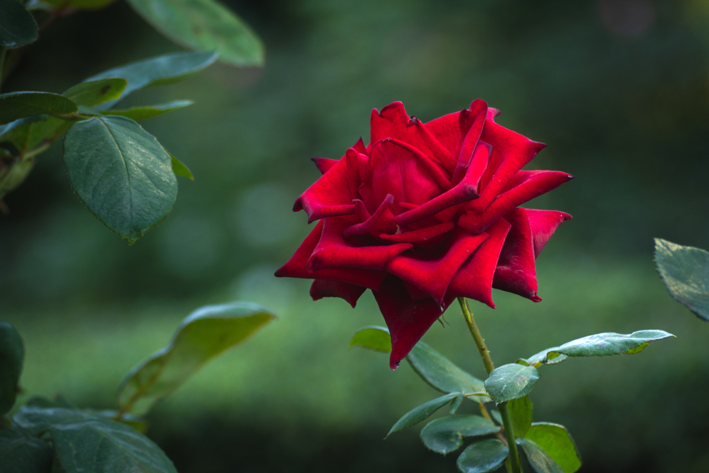 深紅の薔薇 ダブル・ノックアウト