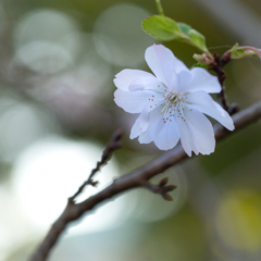 十月桜 #3