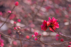 庭を彩る 花桃