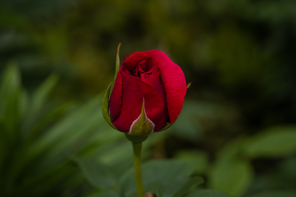 五月の薔薇　猜疑心