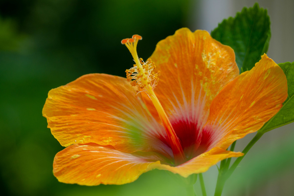 ハイビスカス 01　ハッピーオレンジ