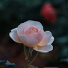 5月の薔薇　セプタード・アイル
