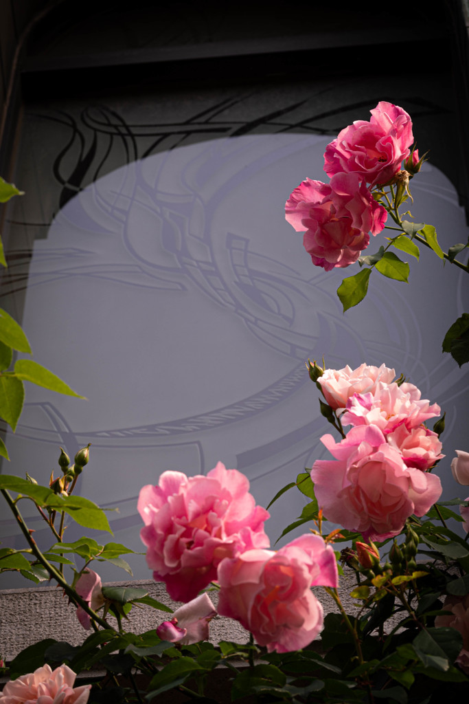 ゲーテ座跡に咲く薔薇 07