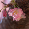 河津桜 #2