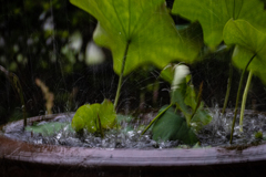 突然の雷雨
