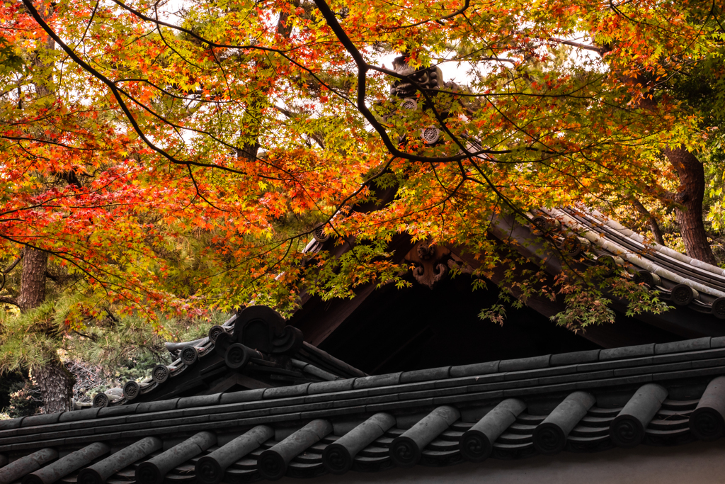 築地塀越しの紅葉