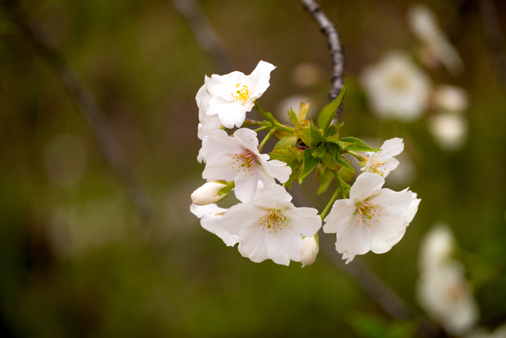 緑に映える 大島桜