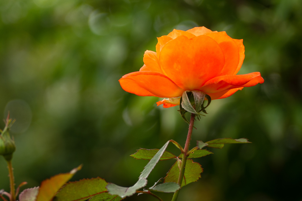 Autumn garden 22
