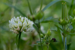 雑草の詩 01　シロツメクサ #1